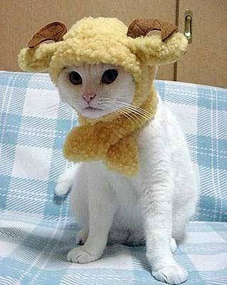 animal