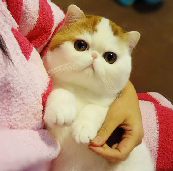 animal