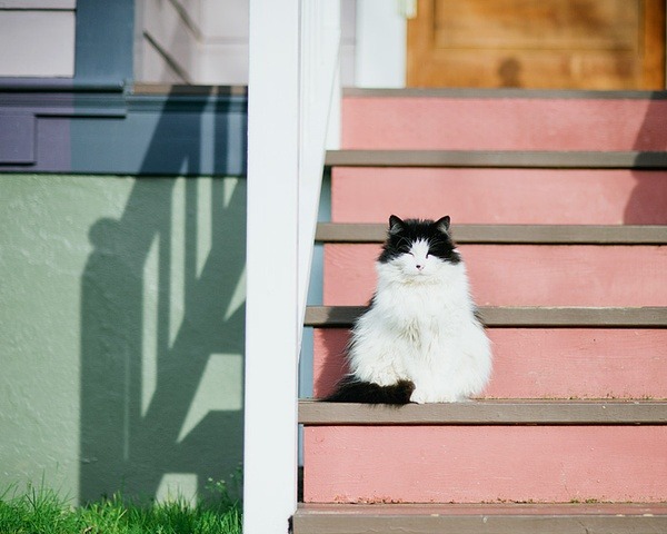 animal