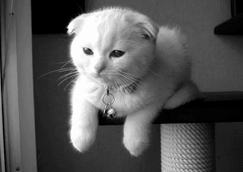animal