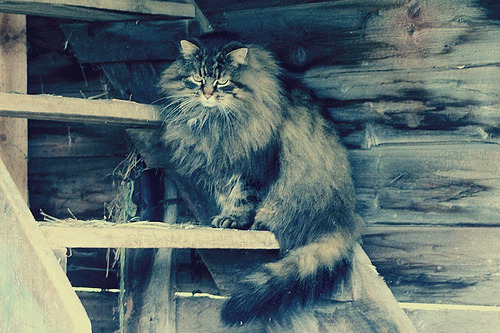 animal