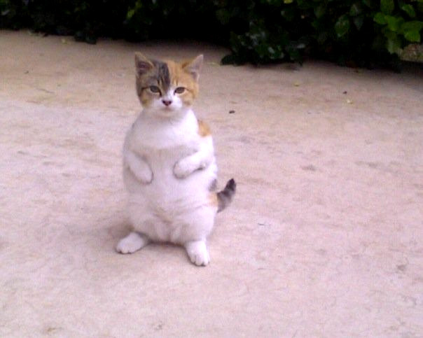 Random Cat