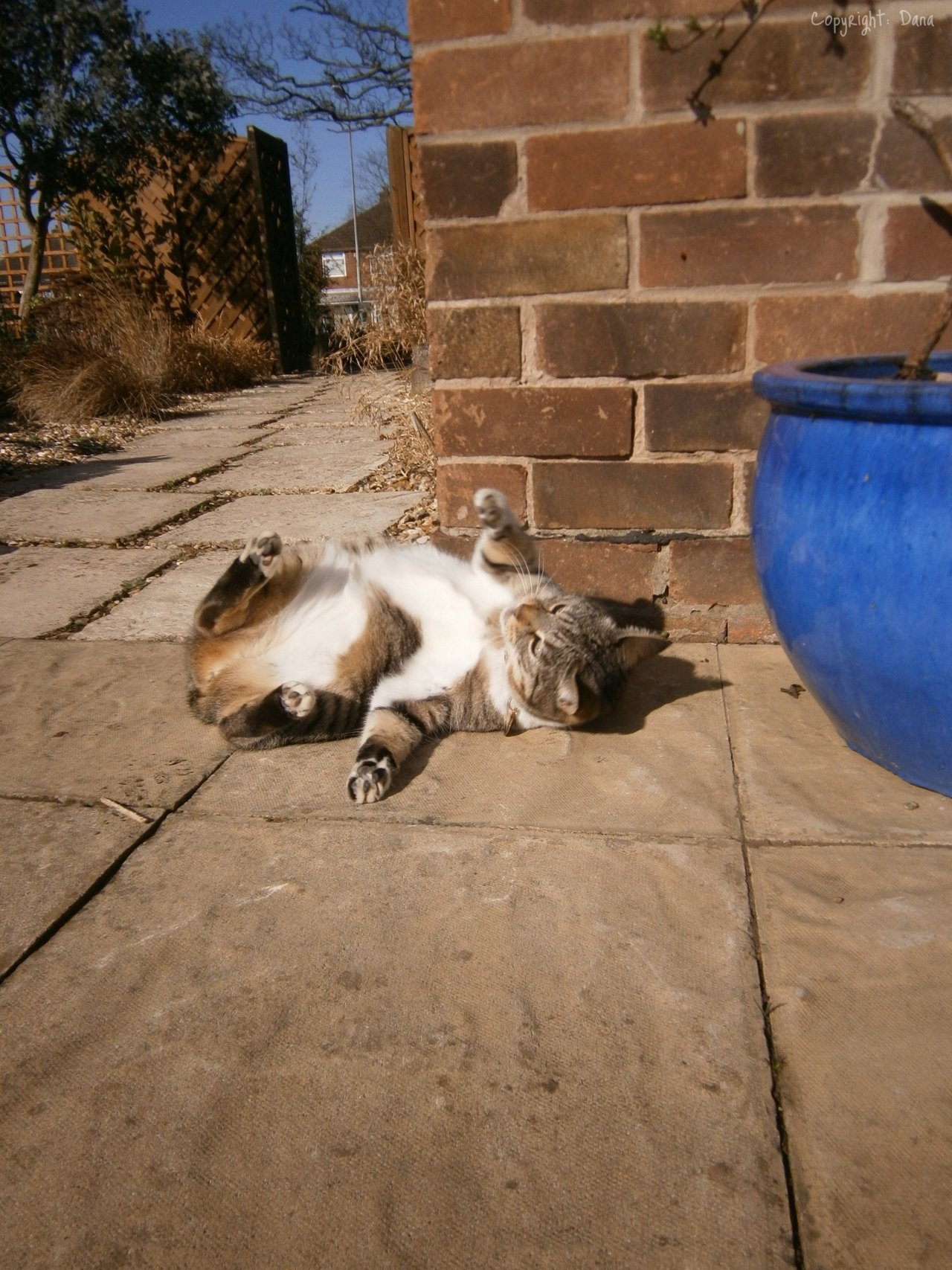 Random Cat