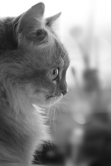 animal