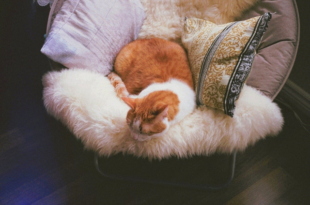 animal