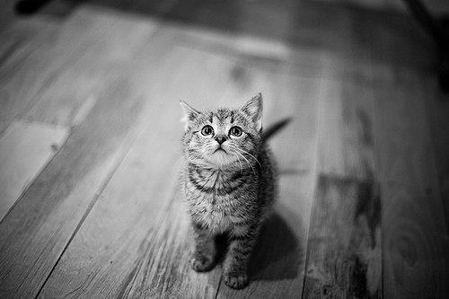 animal