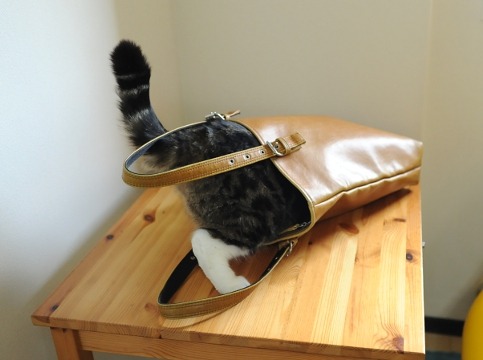猫影像 1