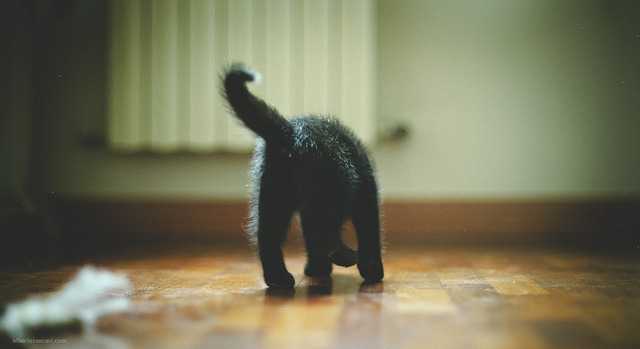 animal