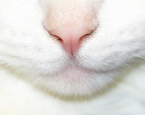 animal