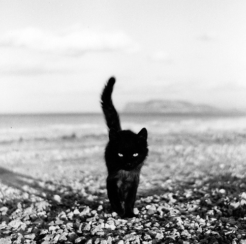 animal