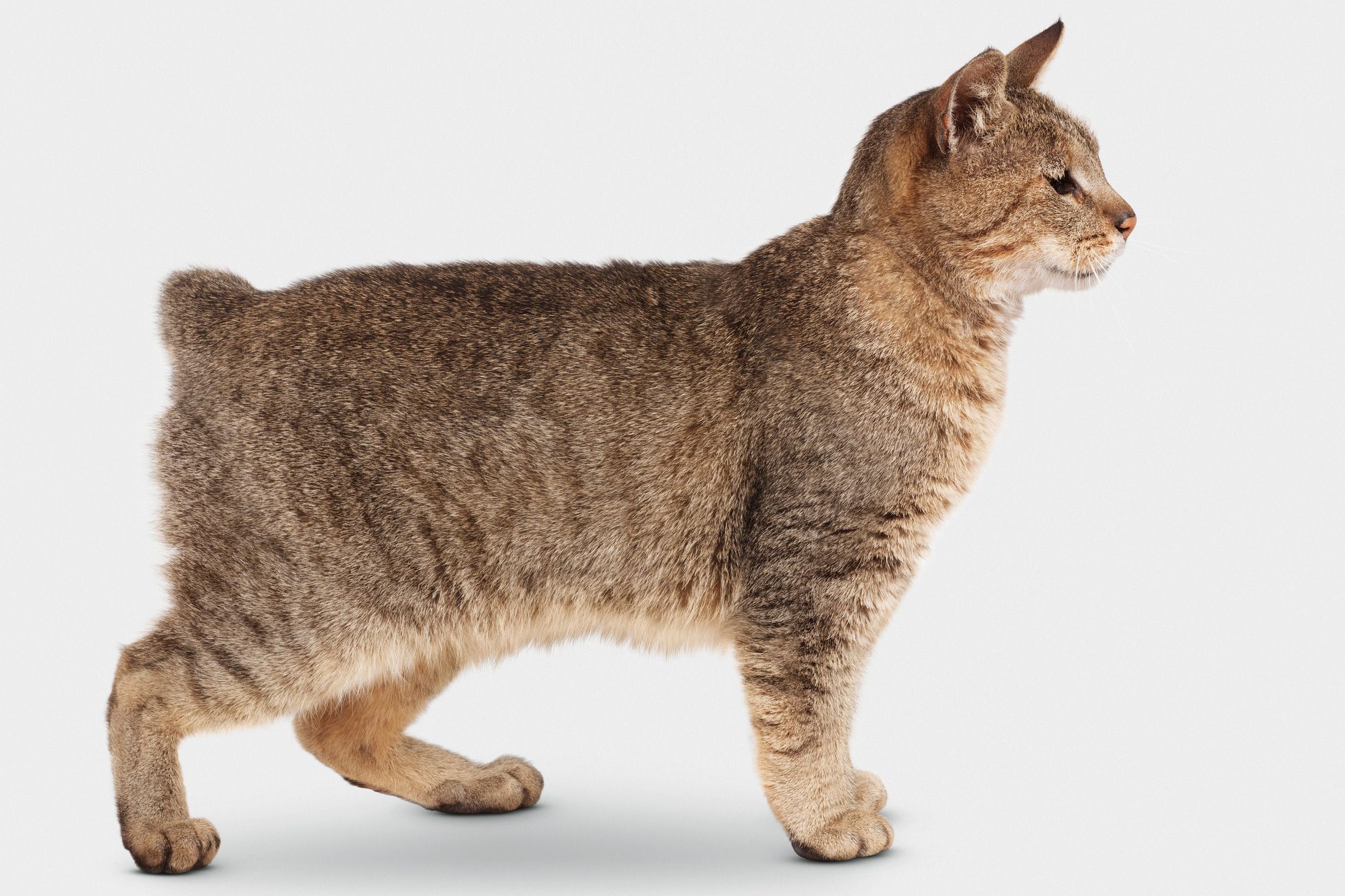 animal