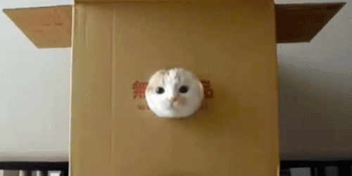 animal