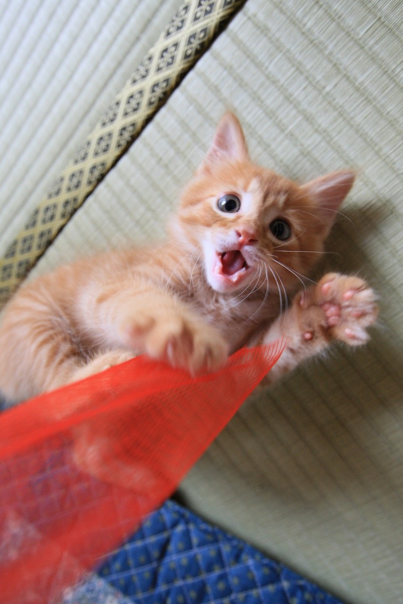 cute cat