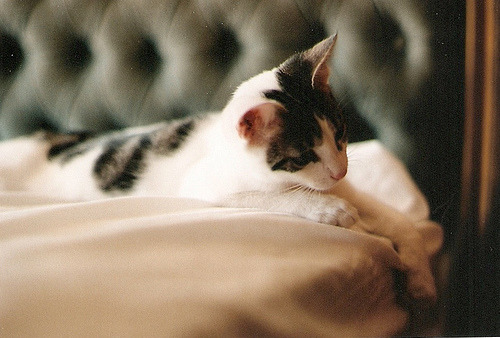 Random Cat