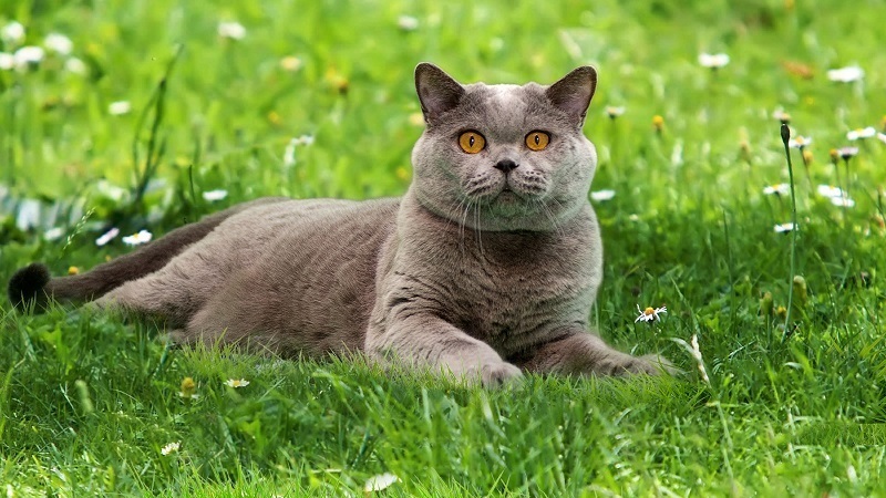 animal