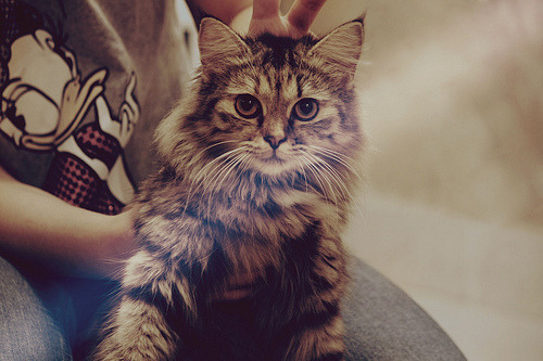 animal