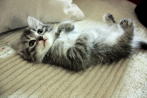 A Random Cat