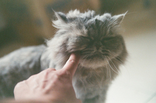 animal