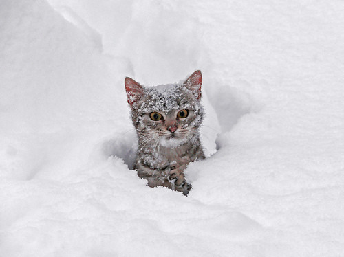 A Random Cat
