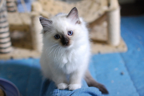 animal