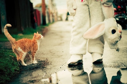 animal