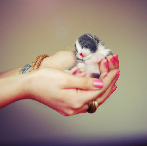animal