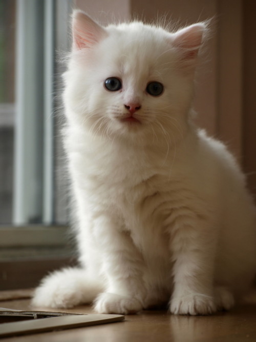 animal