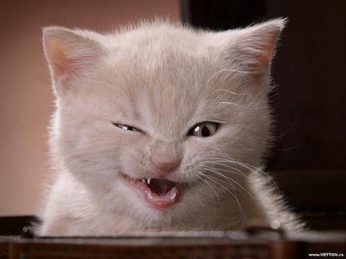 Random Cat