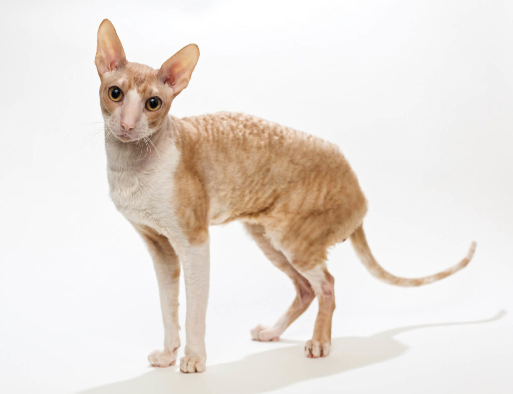 animal