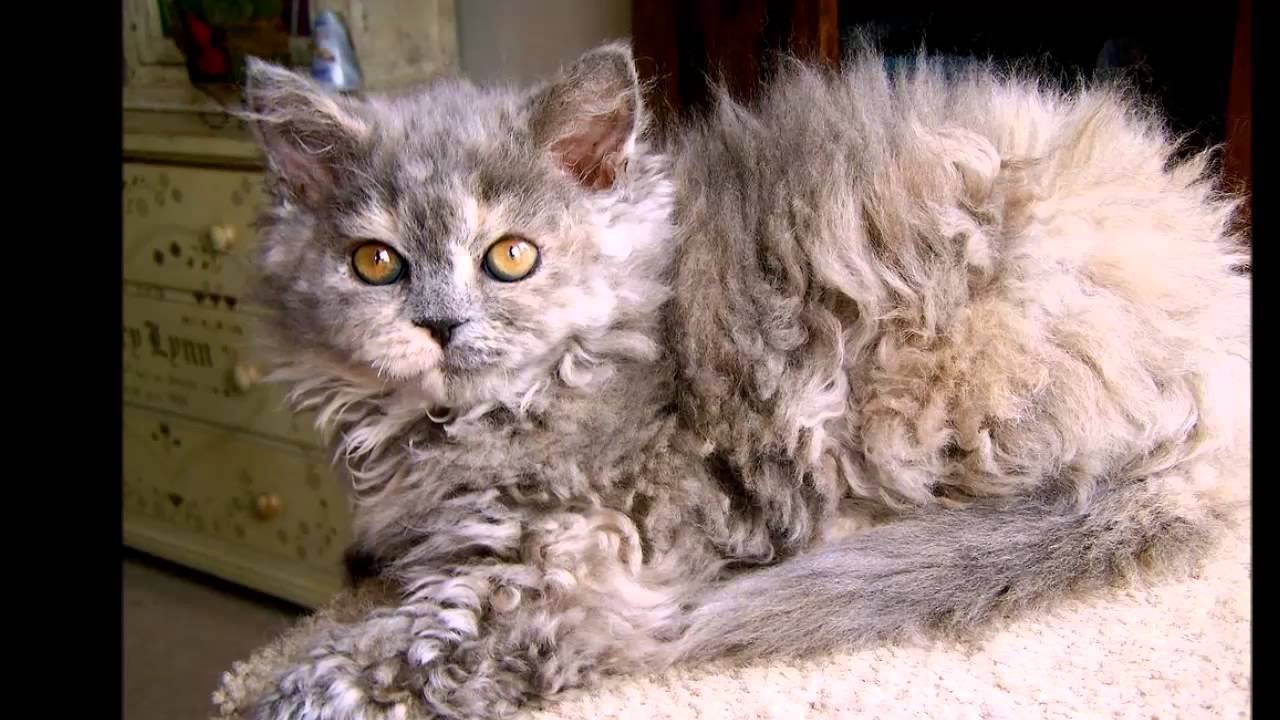 animal