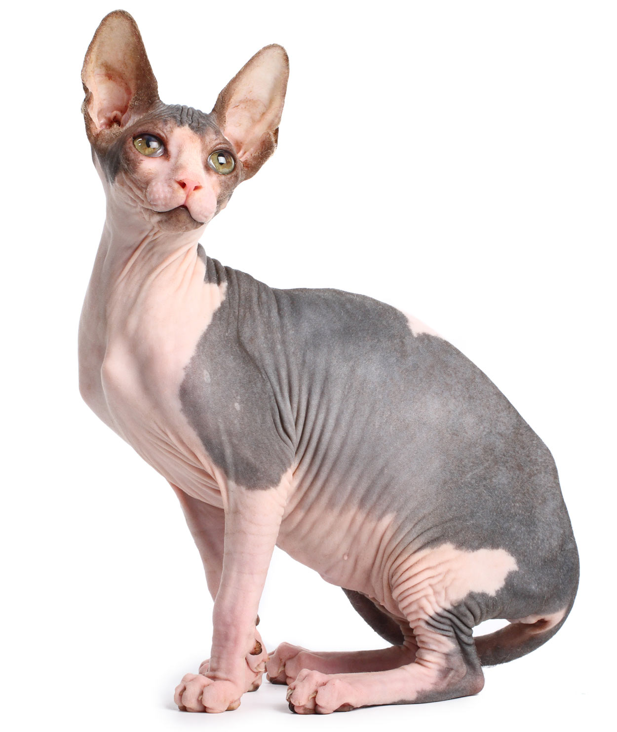 animal