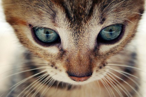 animal