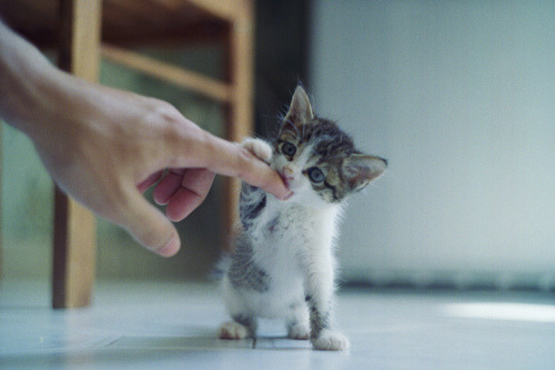animal