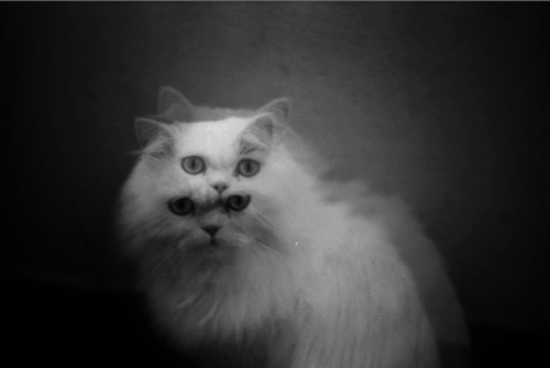 animal