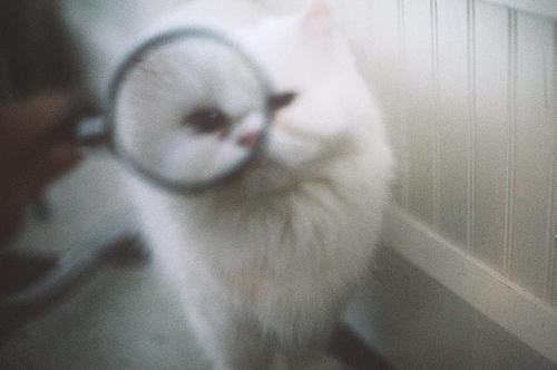 animal