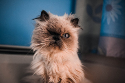 animal