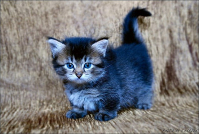 animal