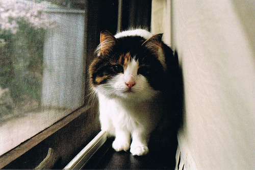 animal