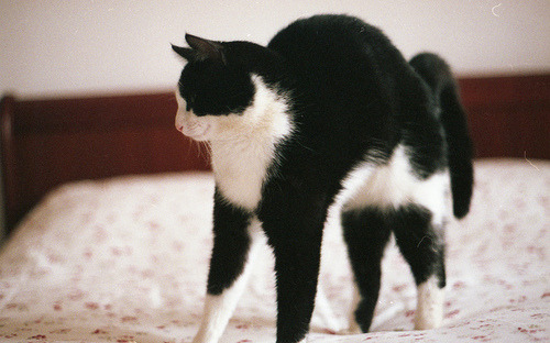 animal