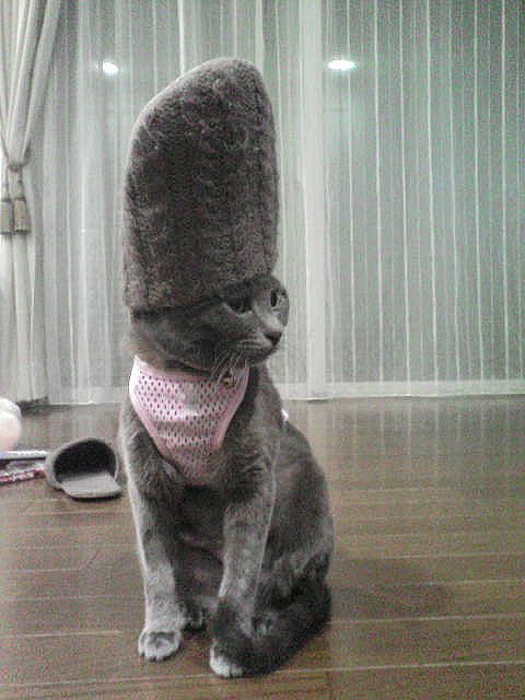 animal