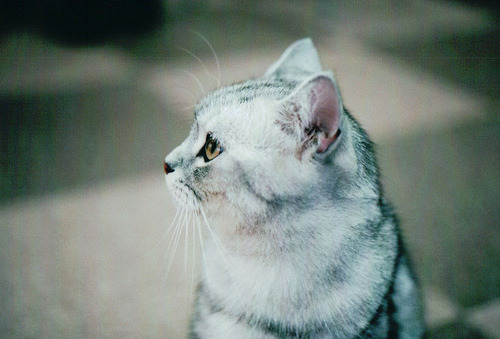 animal
