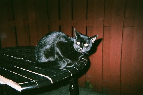 animal