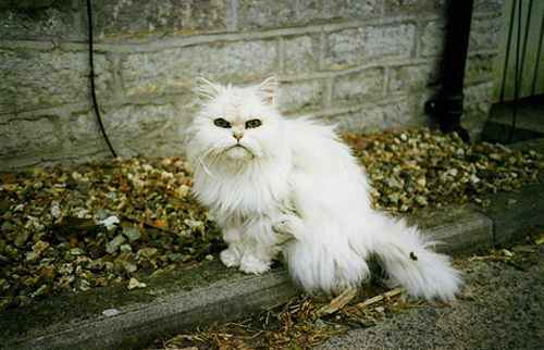 animal