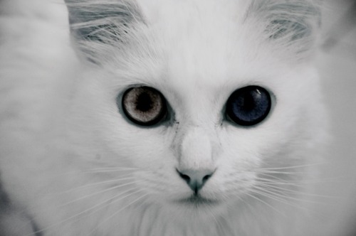 animal