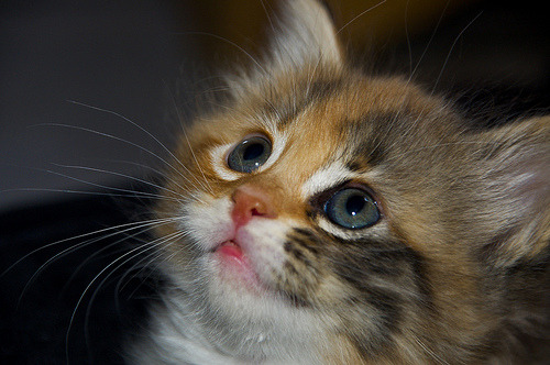 random cat image