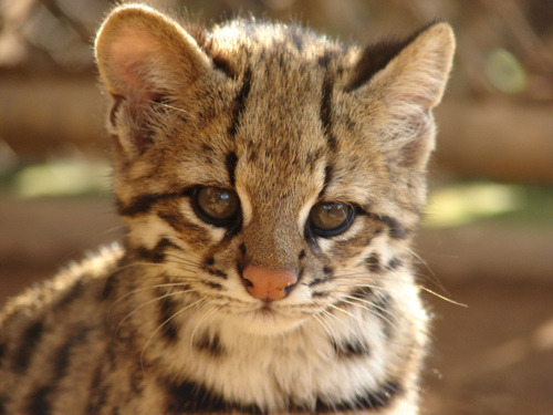 animal