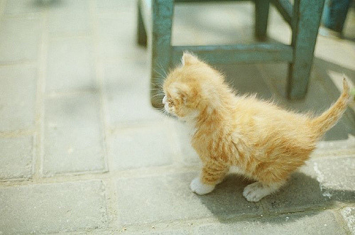 animal