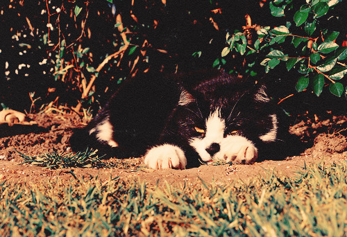 Cute Cat