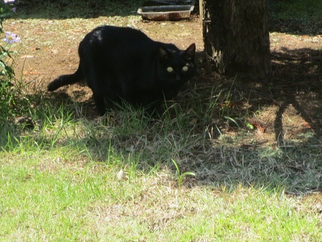 animal