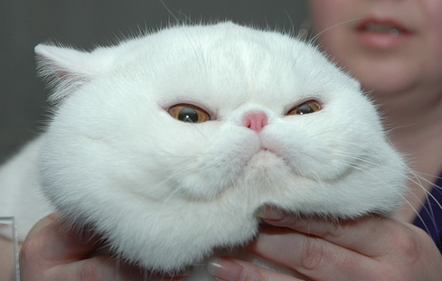 animal